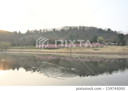 Kawazu cherry blossoms in bloom at Niigata Prefectural Botanical Garden (Akiha Ward, Niigata City, Niigata Prefecture) 139748000