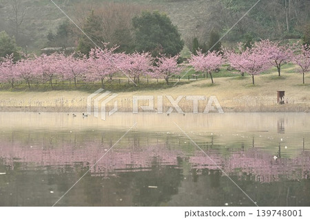 Kawazu cherry blossoms in bloom at Niigata Prefectural Botanical Garden (Akiha Ward, Niigata City, Niigata Prefecture) 139748001