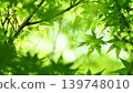 Fresh fresh green maple 139748010