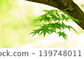 Fresh fresh green maple 139748011