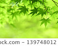 Fresh fresh green maple 139748012