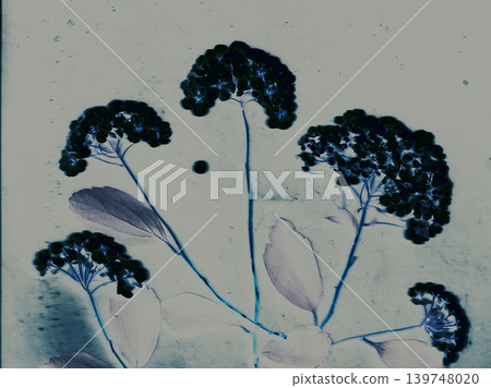 Abstract botanical scanography of hydrangea flowers. Moody fine art floral silhouette with inverted colors, blue undertones, vintage film texture. Abstract botanical scanography of hydrangea flowers. Moody fine art floral silhouette with inverted colors, blue undertones, vintage film texture. 139748020