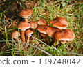 Blocked wild mushrooms on a green meadow 139748042