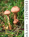 Blocked wild mushrooms on a green meadow 139748043