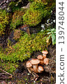 Blocked wild mushrooms on a green meadow 139748044
