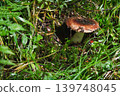 Blocked wild mushrooms on a green meadow 139748045