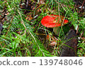 Blocked wild mushrooms on a green meadow 139748046