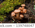 Blocked wild mushrooms on a green meadow 139748047