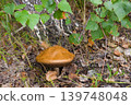 Blocked wild mushrooms on a green meadow 139748048