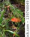 Blocked wild mushrooms on a green meadow 139748049