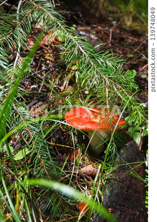 Blocked wild mushrooms on a green meadow 139748049