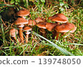 Blocked wild mushrooms on a green meadow 139748050