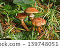 Blocked wild mushrooms on a green meadow 139748051