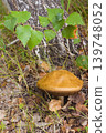 Blocked wild mushrooms on a green meadow 139748052