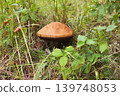 Blocked wild mushrooms on a green meadow 139748053