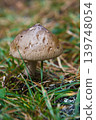 Blocked wild mushrooms on a green meadow 139748054