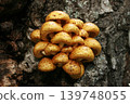 Blocked wild mushrooms on a green meadow 139748055