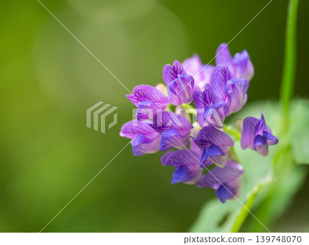 Nandina bush clover in the early summer fields Nandina bush clover in the early summer fields 139748070