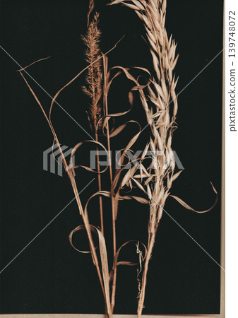Elegant Dry Grass Stems on Solid Black Background. Minimalist Botanical Still Life with Moody Lighting. Dark Aesthetic Nature Fine Art for Modern Interior Decor. Elegant Dry Grass Stems on Solid Black Background. Minimalist Botanical Still Life with Moody Lighting. Dark Aesthetic Nature Fine Art for Modern Interior Decor. 139748072
