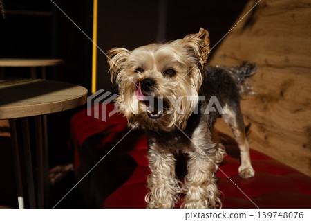 Funny yorkshire terrier dog licking its nose in cafe interior. small pet standing on red leather sofa under cinematic light. cute yorkie puppy with open mouth and tongue in indoor pet friendly place. Funny yorkshire terrier dog licking its nose in cafe interior. small pet standing on red leather sofa under cinematic light. cute yorkie puppy with open mouth and tongue in indoor pet friendly place. 139748076