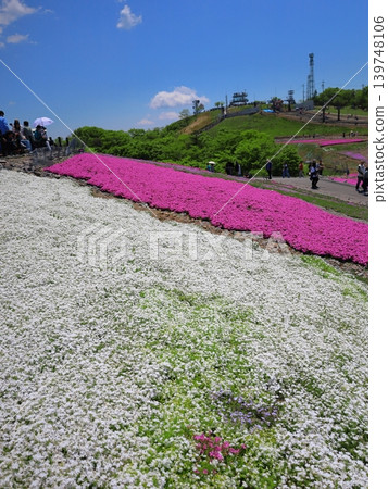 茶須山苔蘚福祿考山 茶須山苔蘚福祿考山 139748106