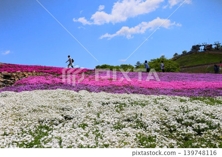 Chausuyama Moss Phlox Hill Chausuyama Moss Phlox Hill 139748116