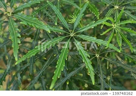 Aralia (Araliaceae family), leaves of the Prelandra genus 139748162