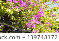 I don't know the name of this Okinawan flower, but it's a happy flower. 139748172