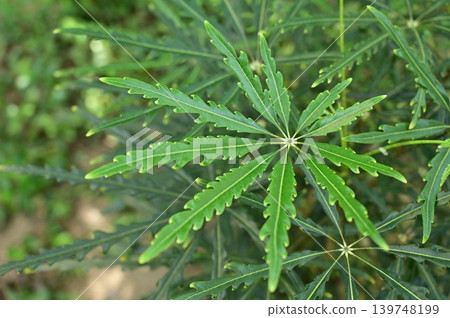 Aralia (Araliaceae family), leaves of the Prelandra genus Aralia (Araliaceae family), leaves of the Prelandra genus 139748199