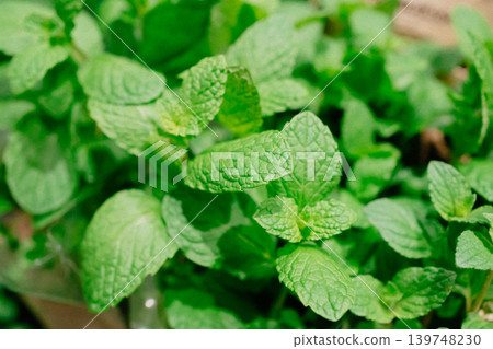 Fresh mint leaves with vibrant green texture in grocery store herb section. Aromatic plant used for tea, cocktails and cooking. Fresh mint leaves with vibrant green texture in grocery store herb section. Aromatic plant used for tea, cocktails and cooking. 139748230
