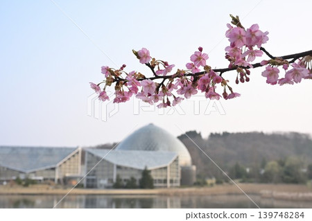 Niigata Prefectural Botanical Garden and Kawazu cherry blossoms viewed across the pond (Akiha Ward, Niigata City, Niigata Prefecture) 139748284
