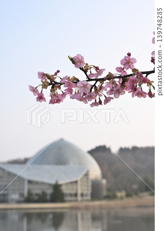 從池塘對岸眺望新潟縣立植物園與河津櫻花（新潟縣新潟市秋葉區） 139748285