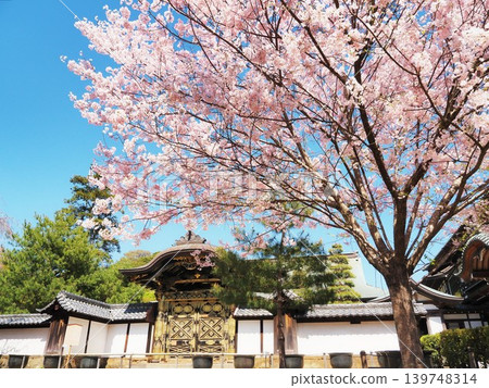 神奈川縣建長寺唐門與櫻花,四月 神奈川縣建長寺唐門與櫻花,四月 139748314