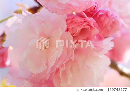 Okumiyako - A close-up of a multi-petaled cherry tree resembling a rose. Okumiyako - A close-up of a multi-petaled cherry tree resembling a rose. 139748377