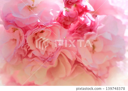 Okumiyako - A close-up of a multi-petaled cherry tree resembling a rose. Okumiyako - A close-up of a multi-petaled cherry tree resembling a rose. 139748378