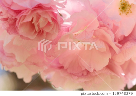 Okumiyako - A close-up of a multi-petaled cherry tree resembling a rose. 139748379