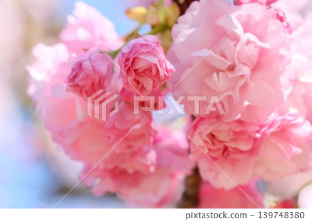 Okumiyako - A close-up of a multi-petaled cherry tree resembling a rose. Okumiyako - A close-up of a multi-petaled cherry tree resembling a rose. 139748380