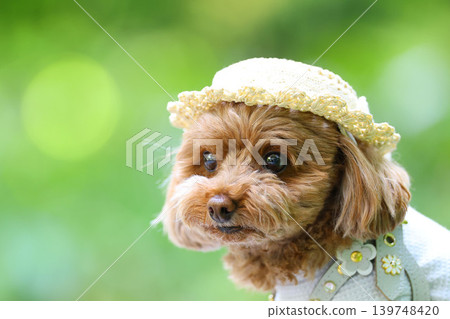一隻玩具貴賓犬像模特兒一樣被拍照。 139748420