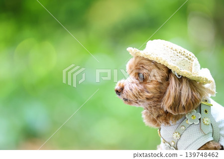 一隻玩具貴賓犬戴著草帽被拍照。 139748462