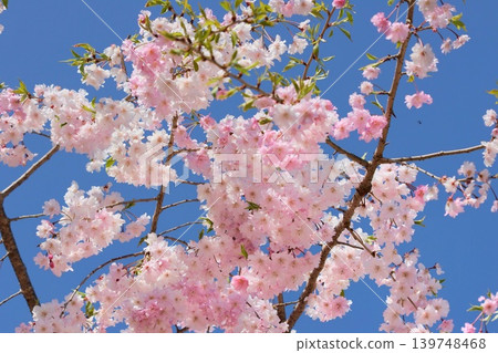 Akita Kakunodate Shidare cherry blossoms, pink blossoms against a blue sky background. Akita Kakunodate Shidare cherry blossoms, pink blossoms against a blue sky background. 139748468