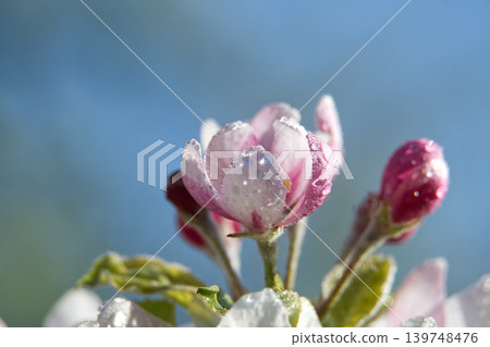 Delicate pink apple blossom petals glistening with morning dew drops in soft sunlight 139748476