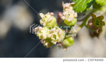 Delicate green currant blossoms with hints of pink, showcasing intricate petals and fuzzy stems Delicate green currant blossoms with hints of pink, showcasing intricate petals and fuzzy stems 139748480