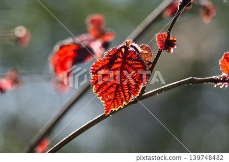Backlit red hazel leaves showing intricate vein patterns in soft spring sunlight 139748482