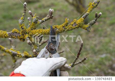 Gardener Pruning Lichen-Covered Orchard Branch With Pruning Shears And Gloved Hand In Spring Gardener Pruning Lichen-Covered Orchard Branch With Pruning Shears And Gloved Hand In Spring 139748485