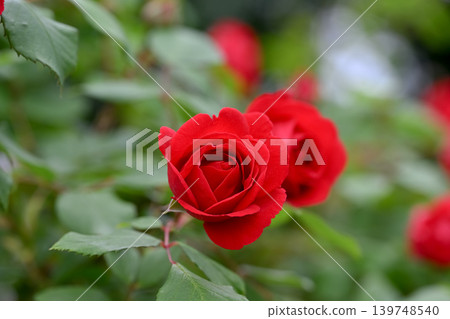 玫瑰紅 139748540