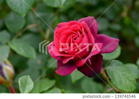Rose red Rose red 139748546