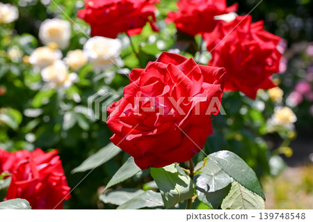 Rose red Rose red 139748548