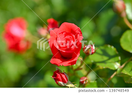 Rose red Rose red 139748549