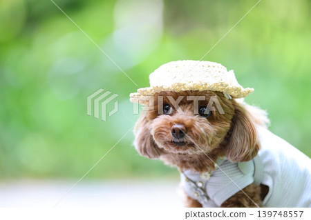 一隻玩具貴賓犬戴著草帽被拍照。 139748557