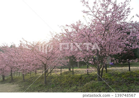 Spring scenery of Kawazu cherry blossom trees (Akiha Ward, Niigata City, Niigata Prefecture) 139748567